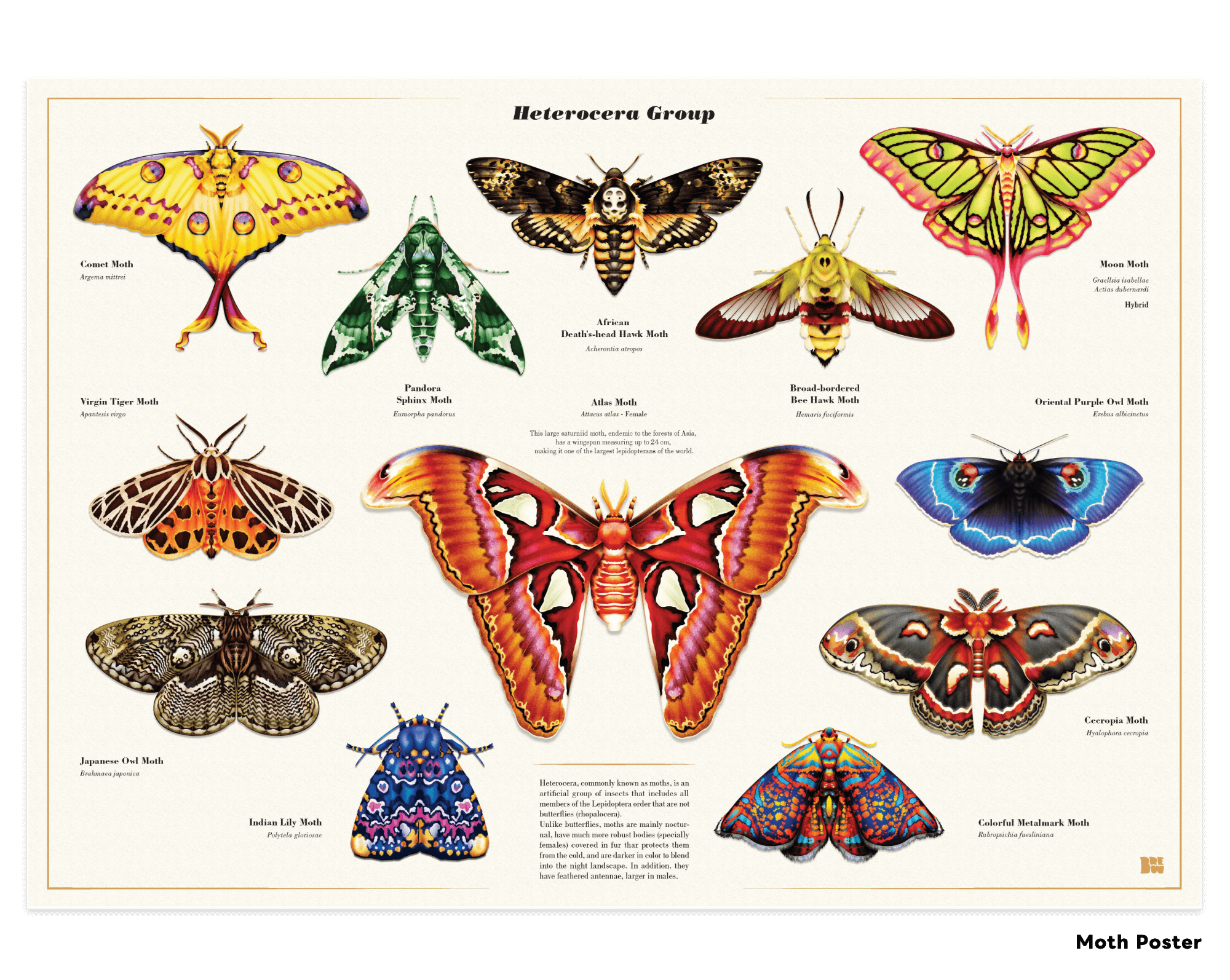 Moth Series