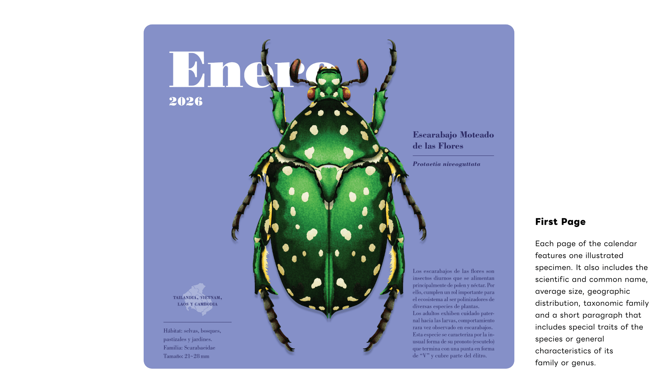 Beetle Series II