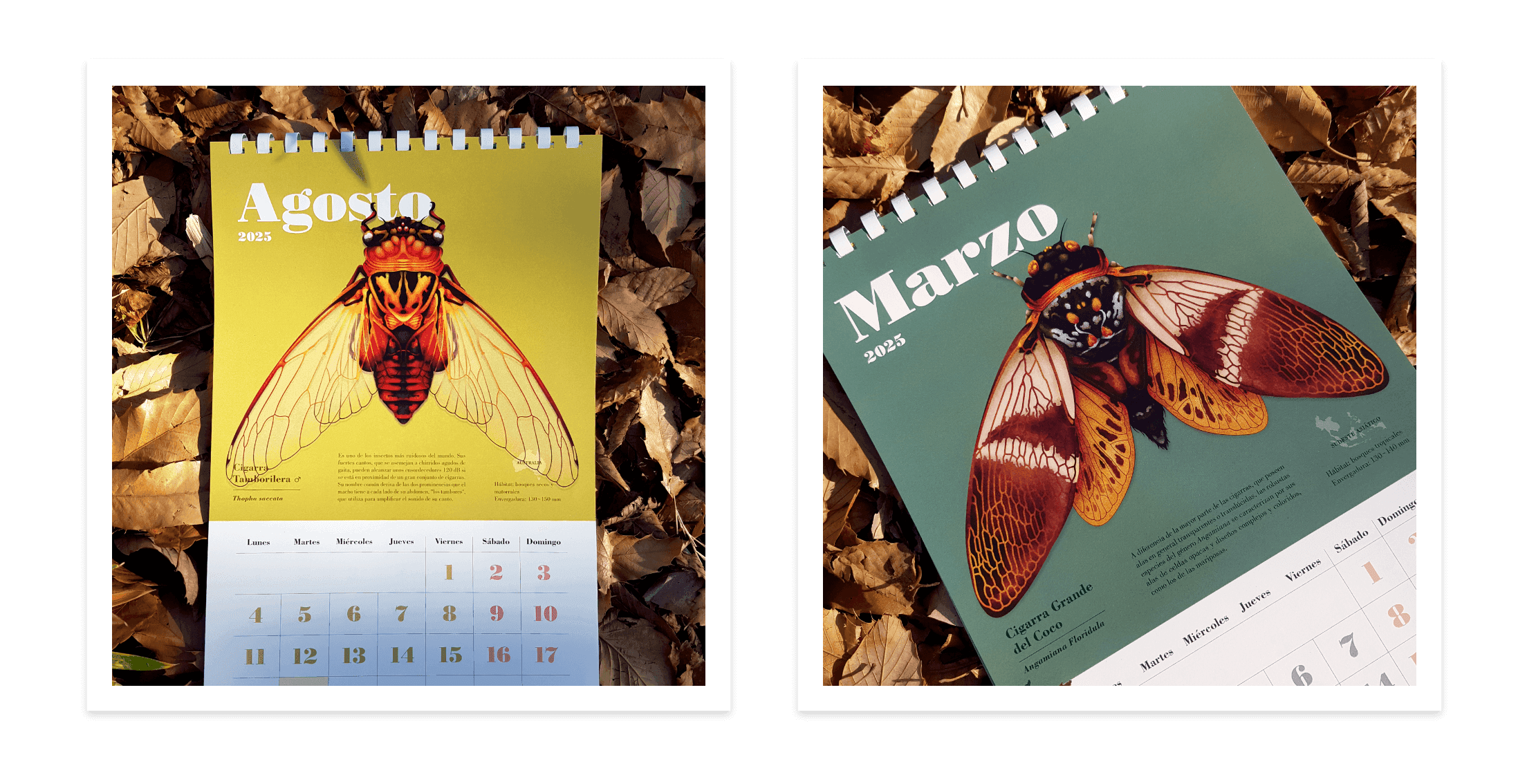 Cicadas Series