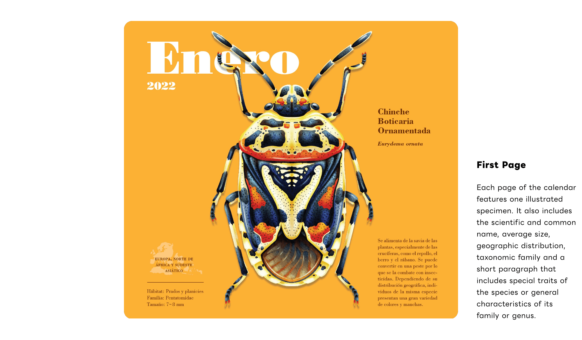 Shield Bug Series