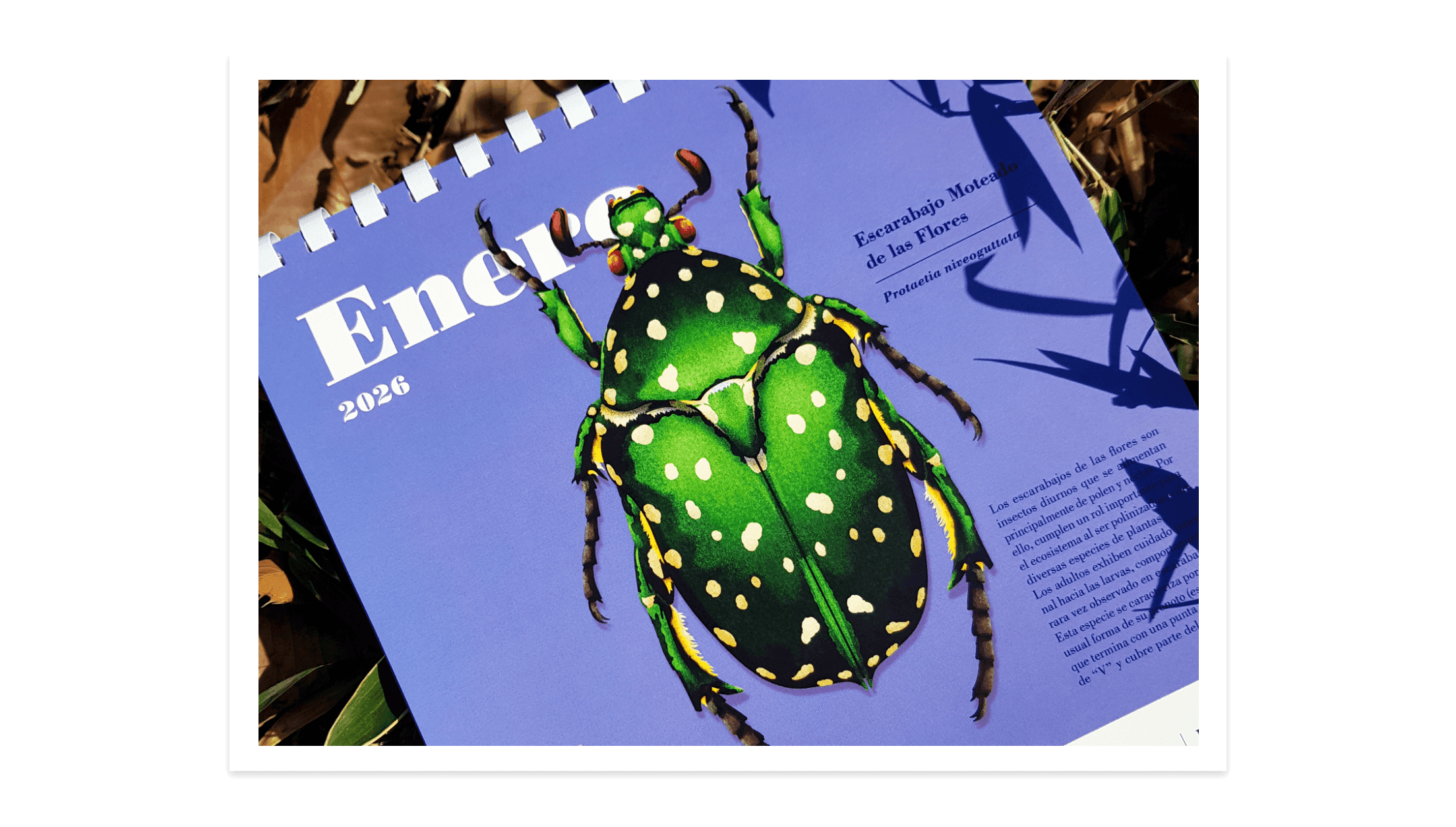 Beetle Series II