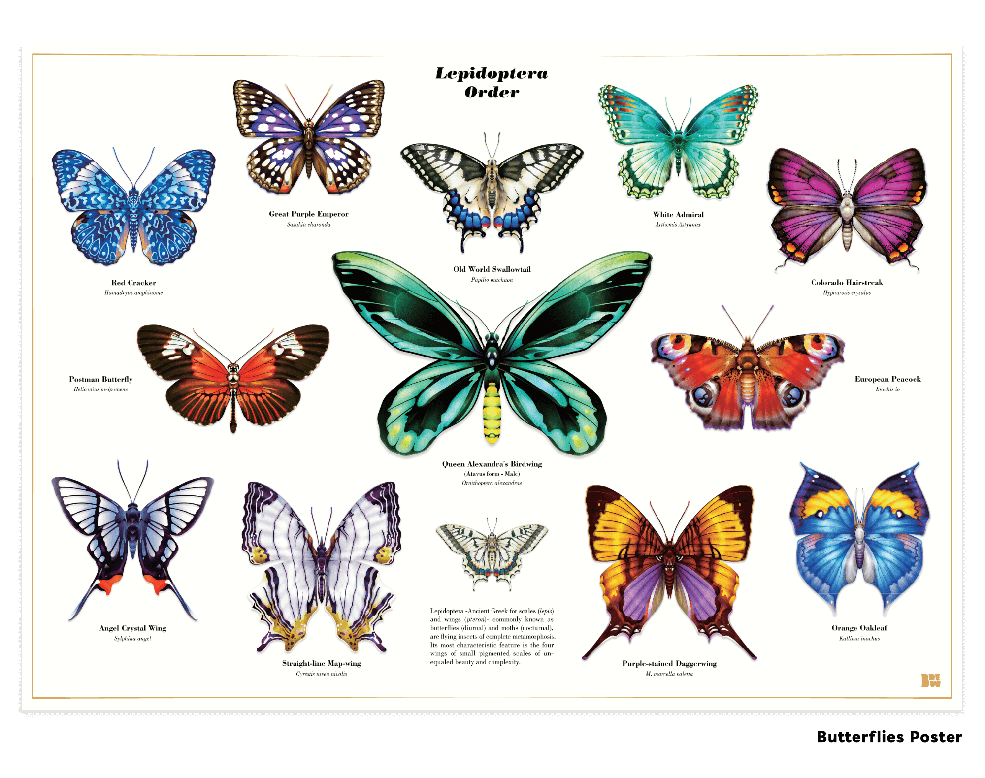 Butterfly Series