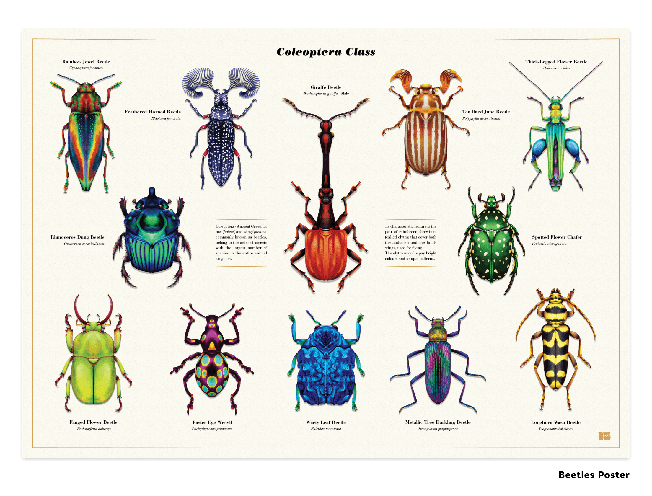 Beetle Series II