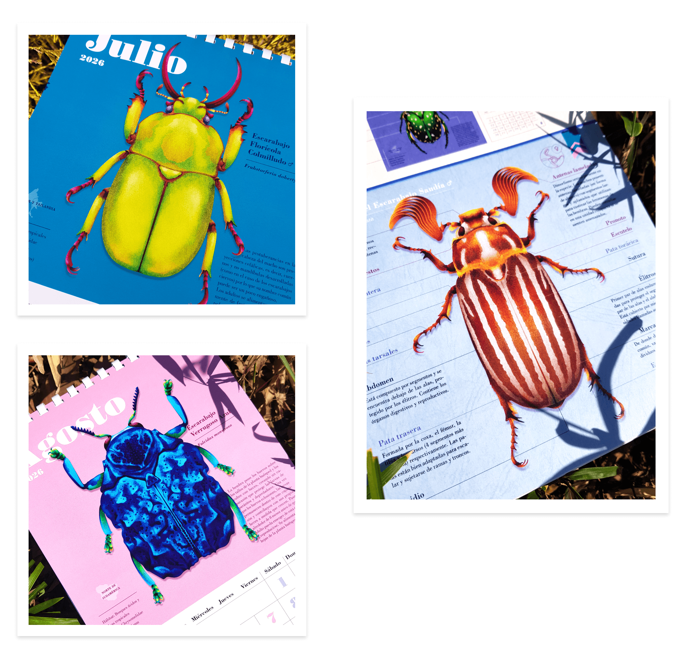 Beetle Series II