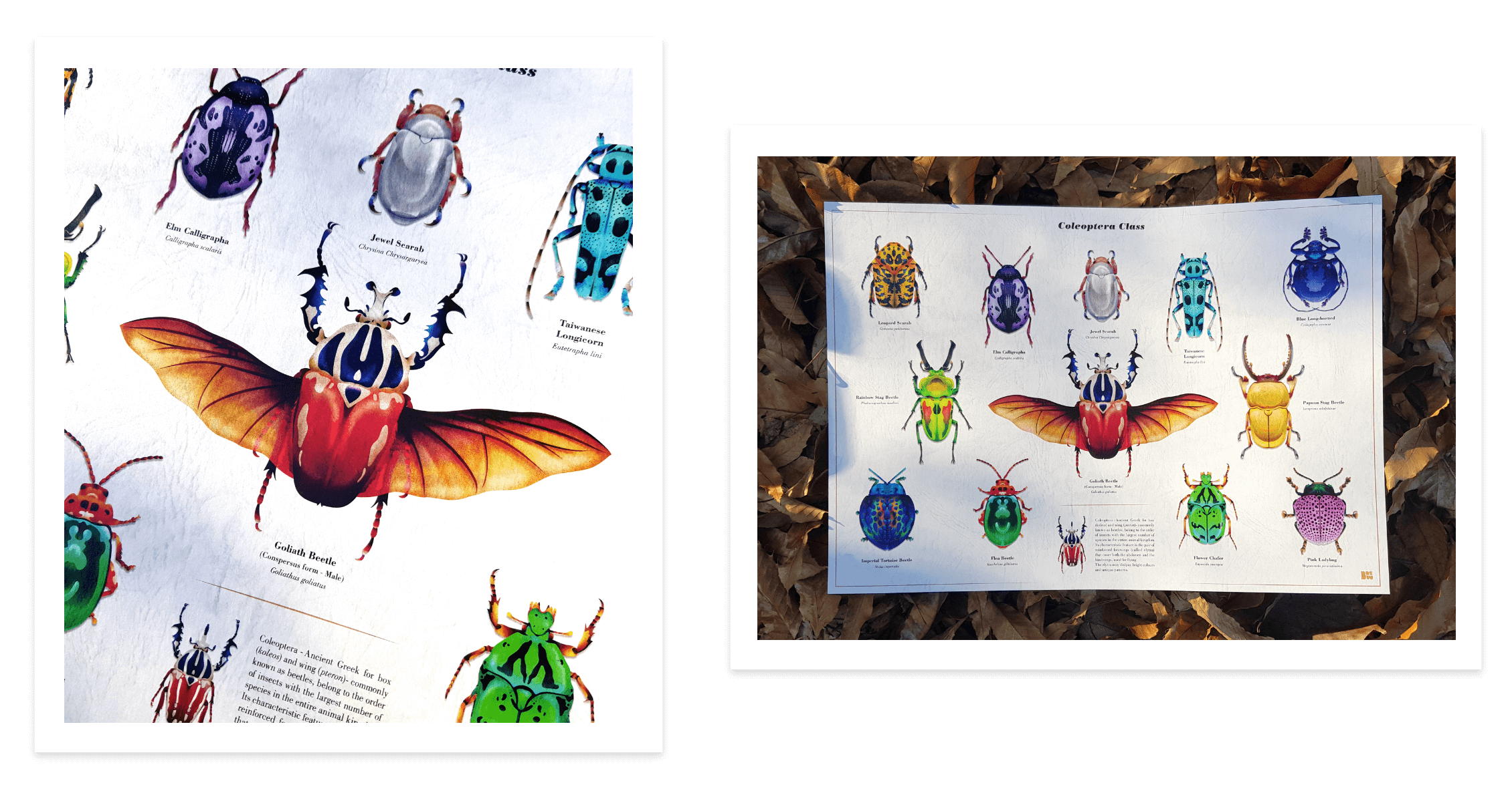Bettle Series