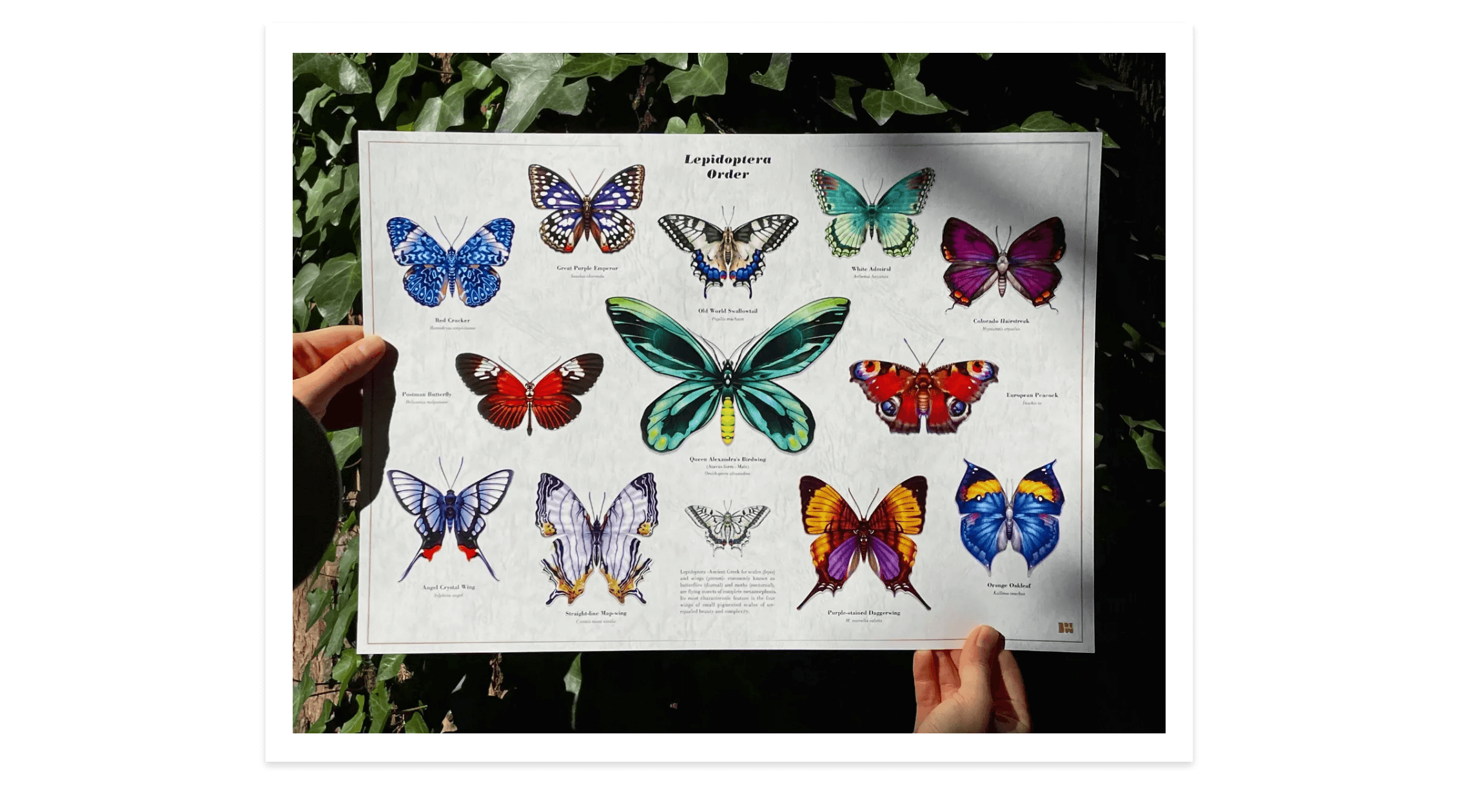 Butterfly Series