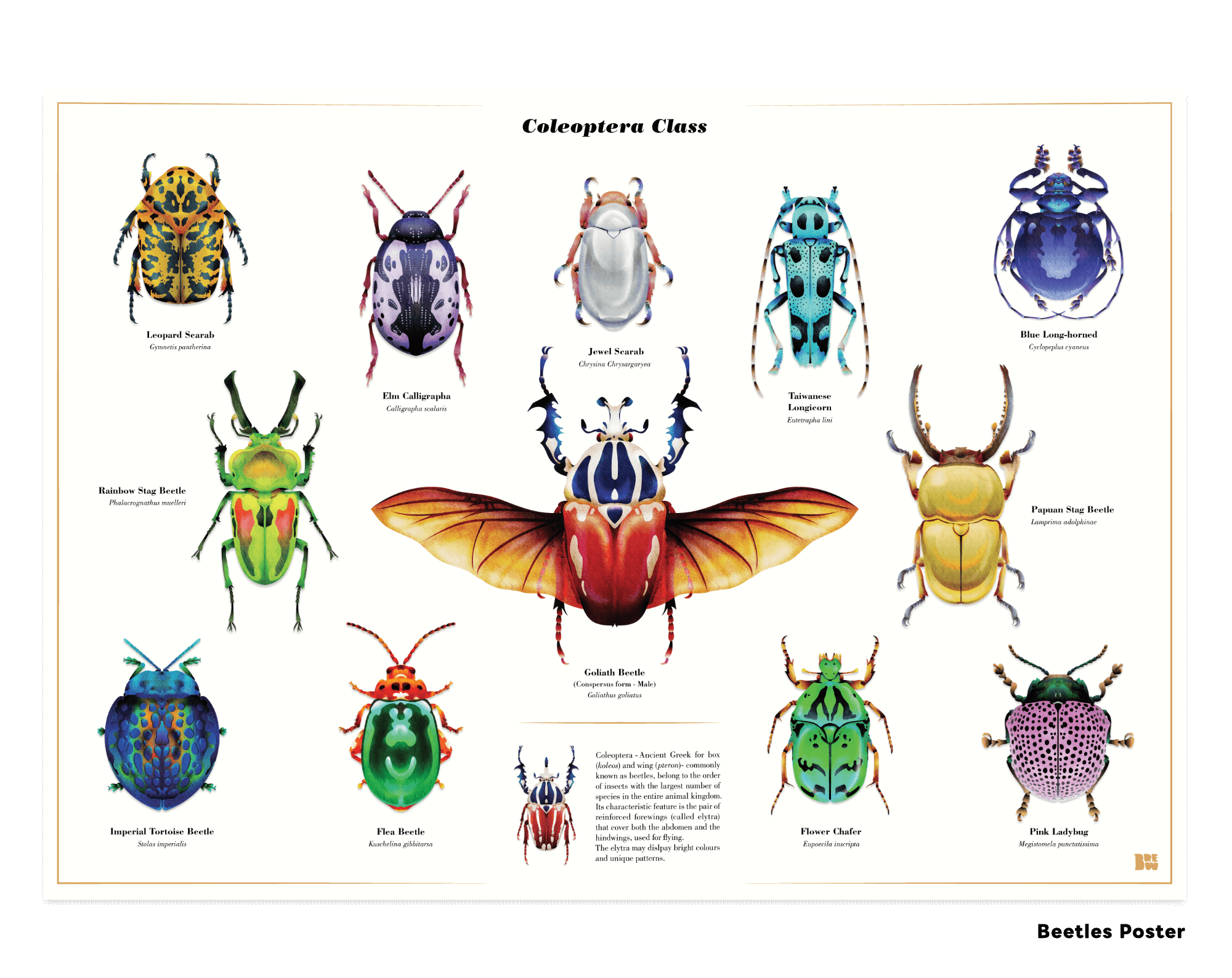 Bettle Series