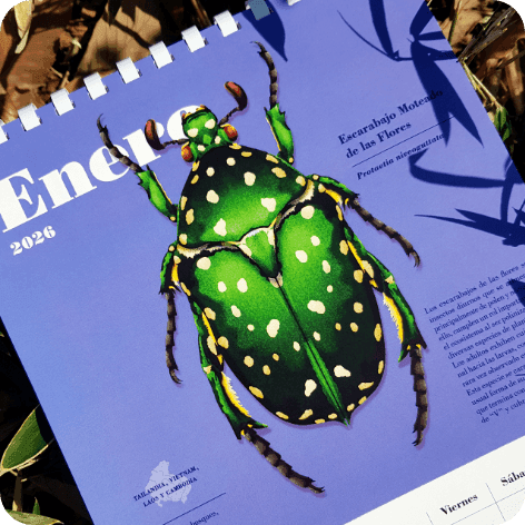 Beetle Series II