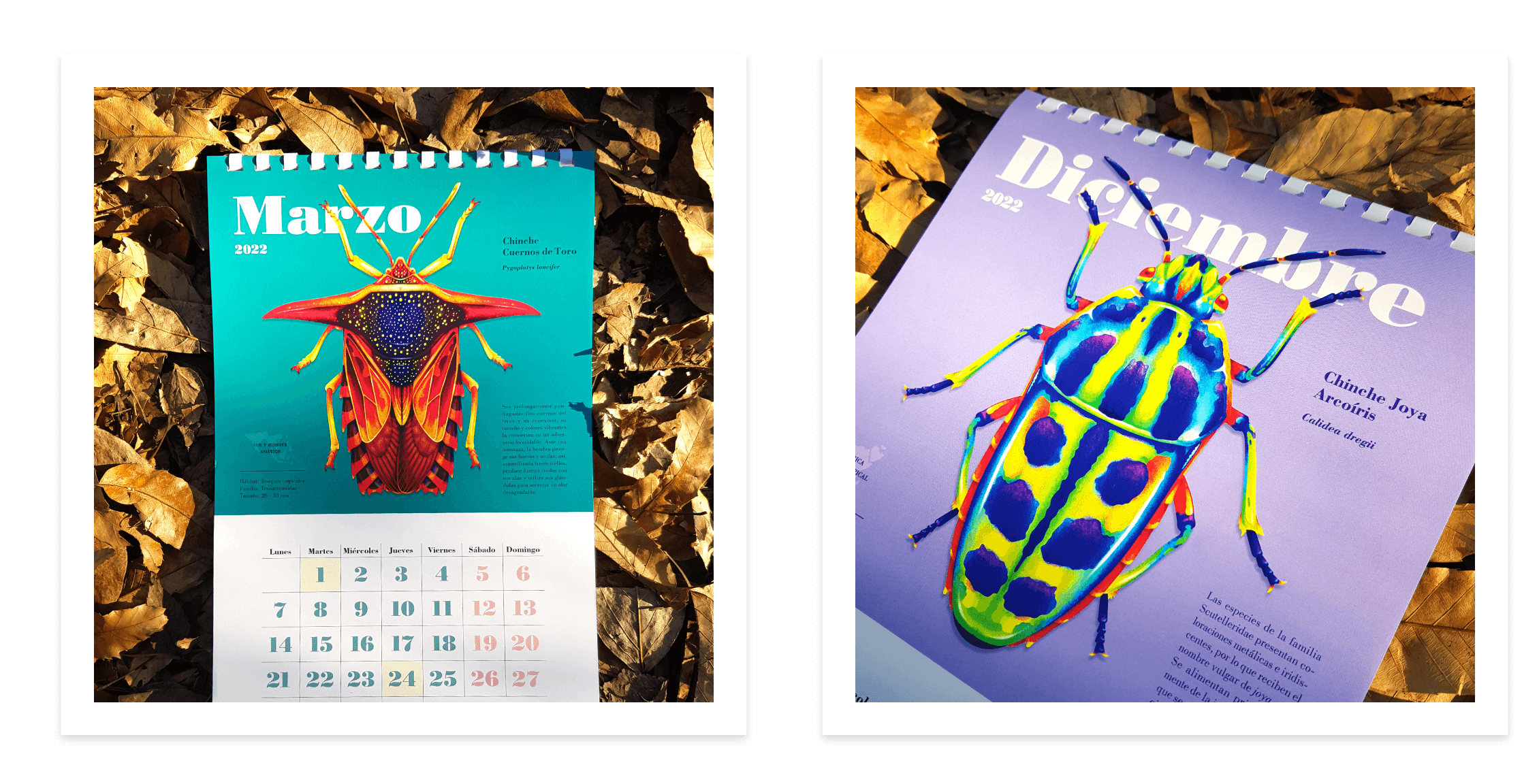 Shield Bug Series