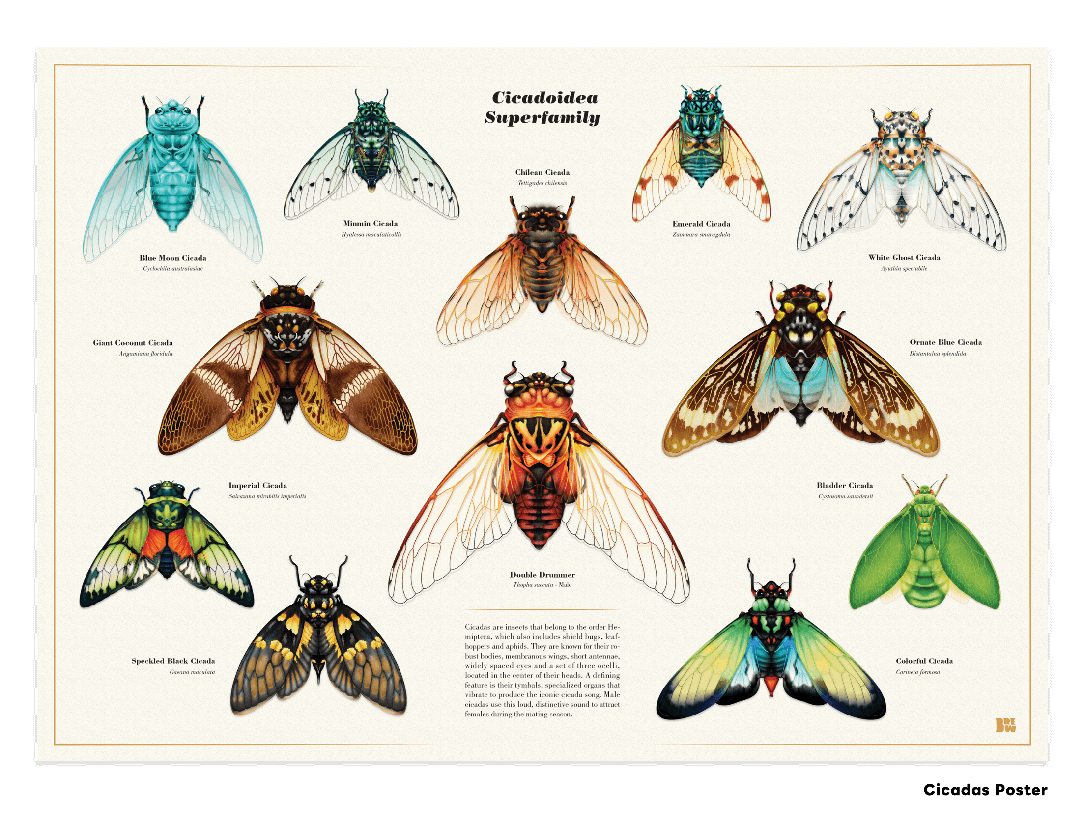 Cicadas Series
