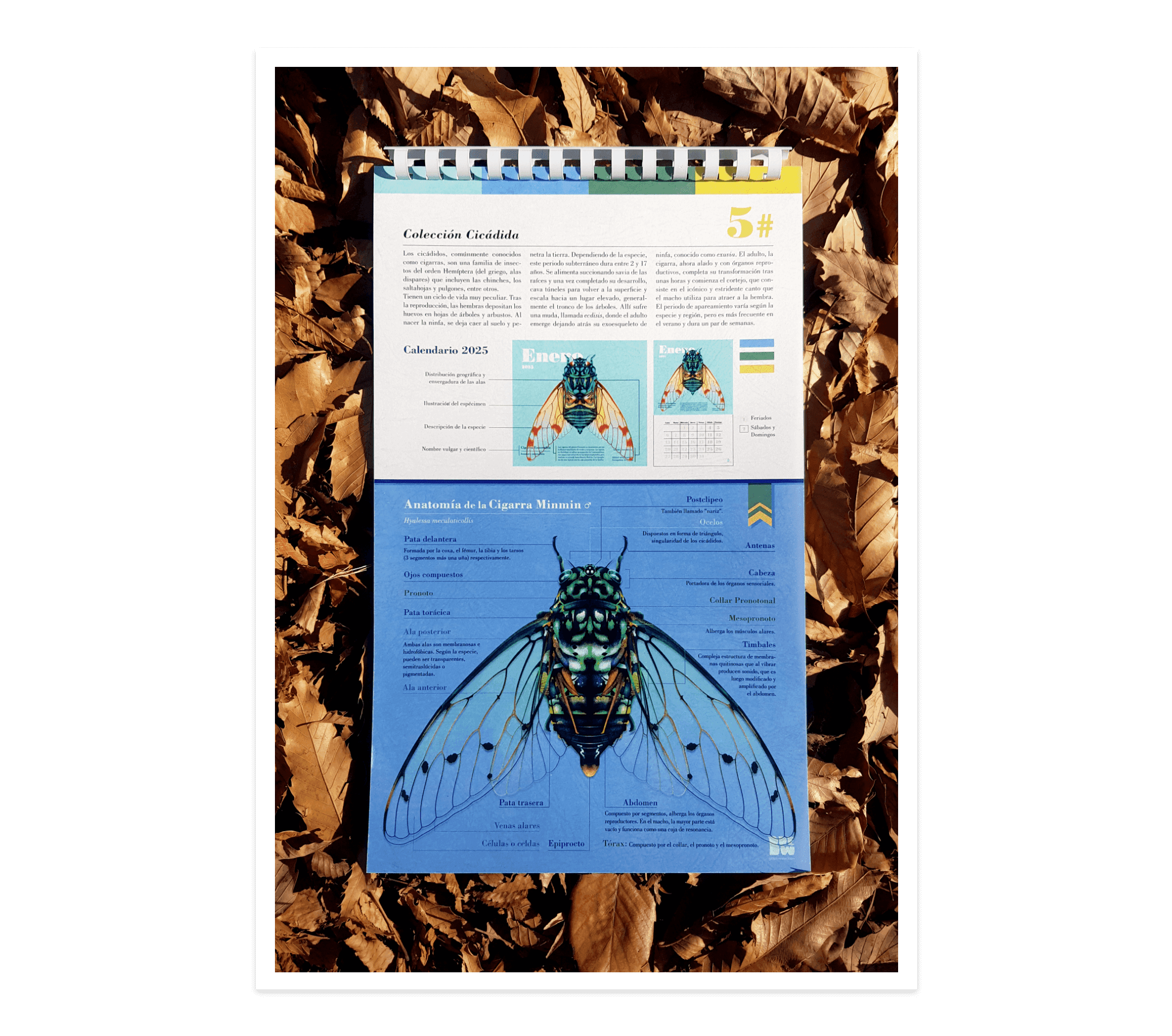 Cicadas Series