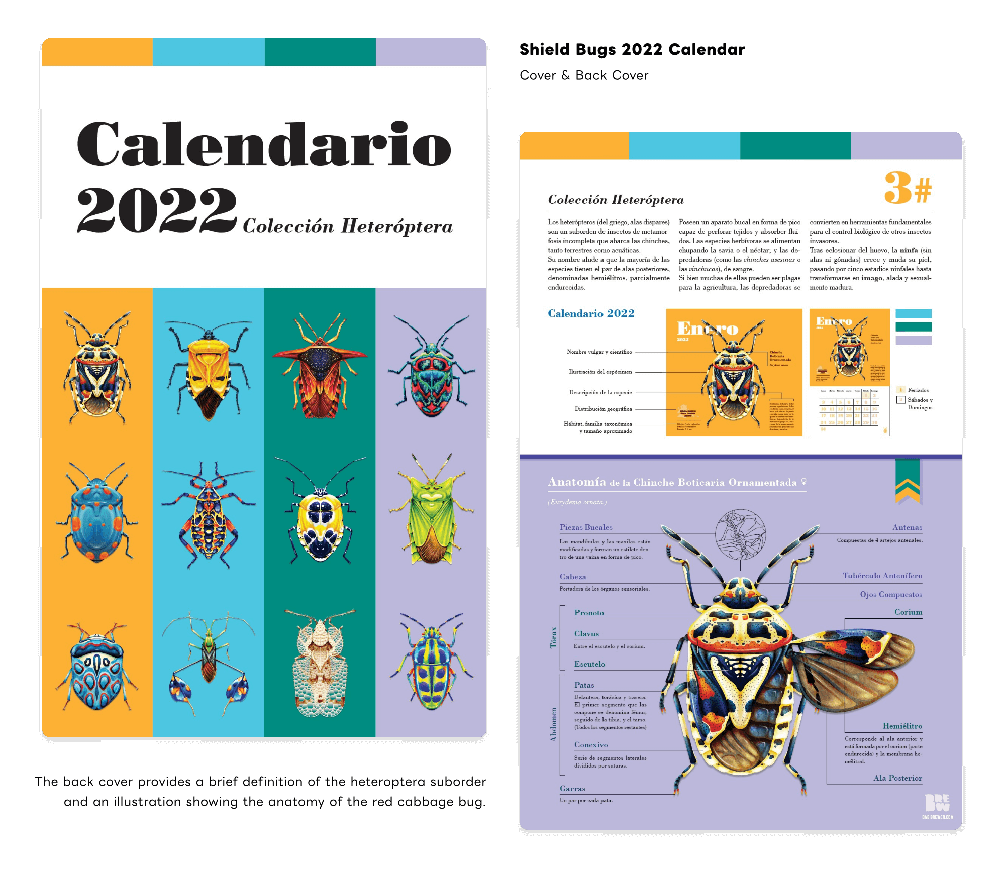Shield Bug Series