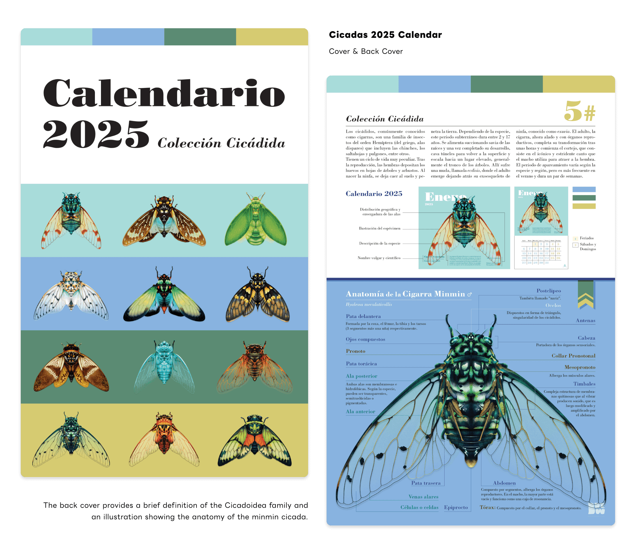 Cicadas Series