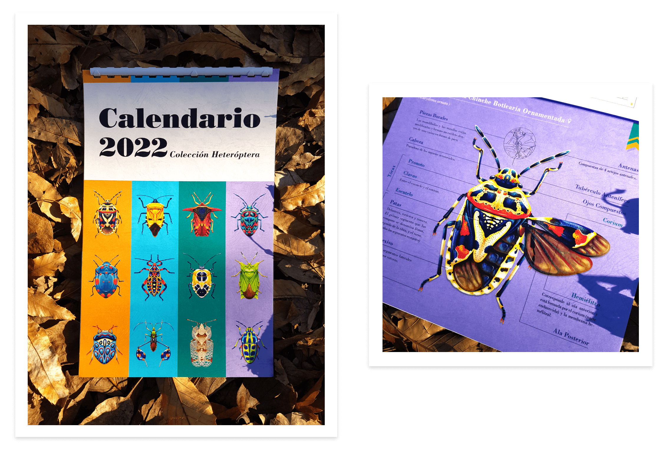 Shield Bug Series