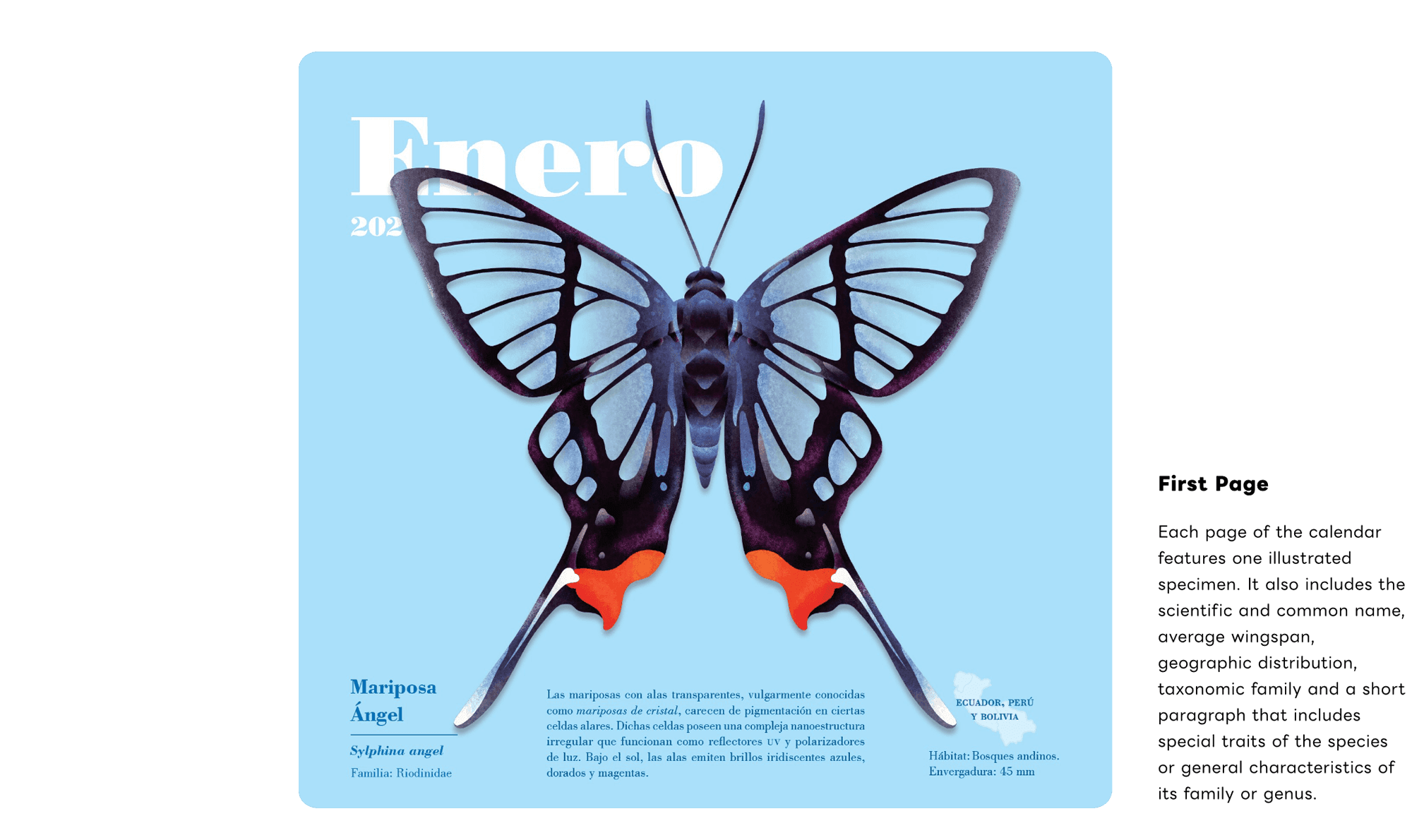 Butterfly Series