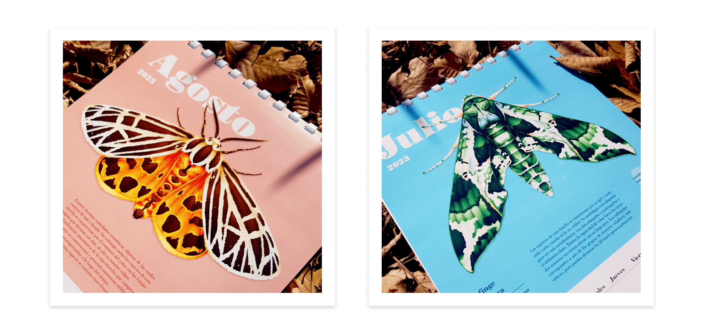 Moth Series